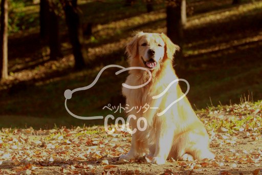 ペットシッターCoCo
